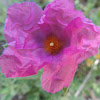 Magenta Rock Rose