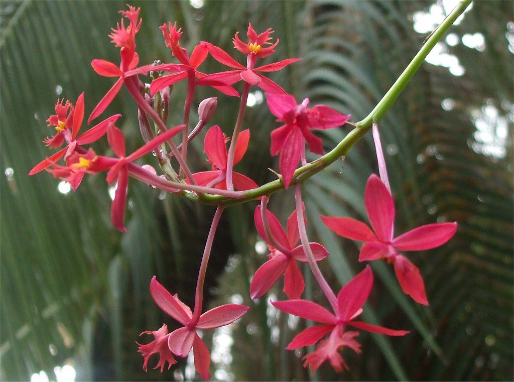 Red Crucifix orchid