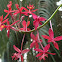 Red Crucifix orchid