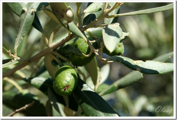 oliwka, drzewo oliwne