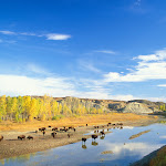 Bison, Little Missouri River, Theodore Roosevelt National Park, North Dakota.jpg