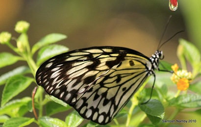 [Droplet & Butterfly[5].jpg]