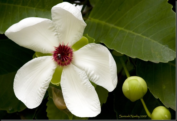 white flower Singapore Botanical Garden