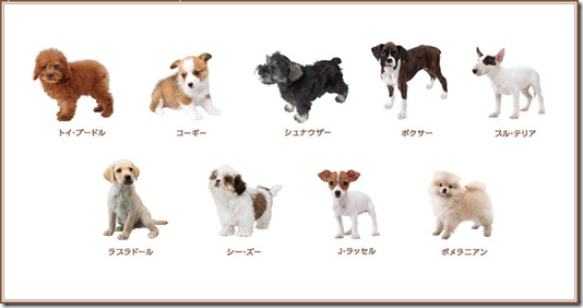 Toy Poodle and Friends dogs