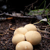 Pear shaped puffball