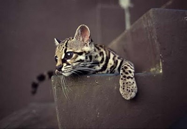 [margay-tiger-cat-6[2].jpg]