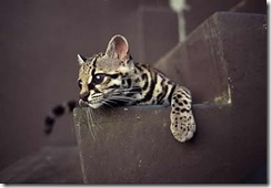 margay-tiger-cat-6
