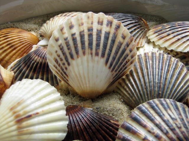 [scallop_shell_- nantucket scallop shells[5].jpg]