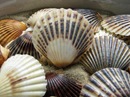 scallop_shell_- nantucket scallop shells