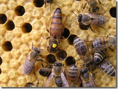 Rojení  a velikost včelstva 207