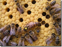 Rojení  a velikost včelstva 200