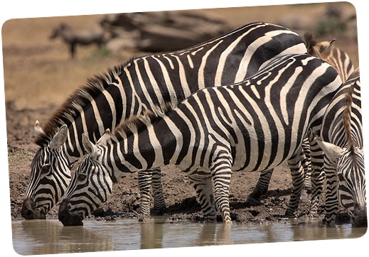 zebras-safari-kenya