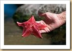 Starfish USA, SeaWorld San Diego California, 