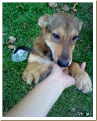 manja 2