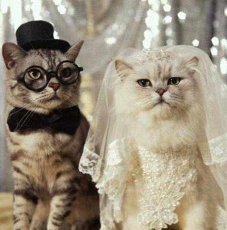 [cat1[2].jpg]