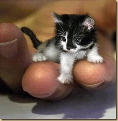 cat3 cat3