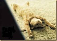 cat11