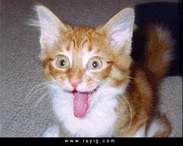 [cat12[5].jpg]