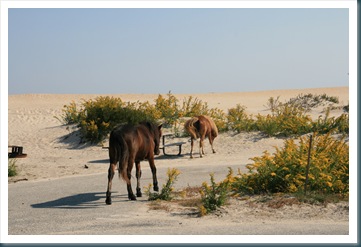 Assateague Island,10-10 076