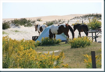 Assateague Island,10-10 086