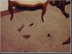 Image result for images of blood on the carpet at the sharon tate house