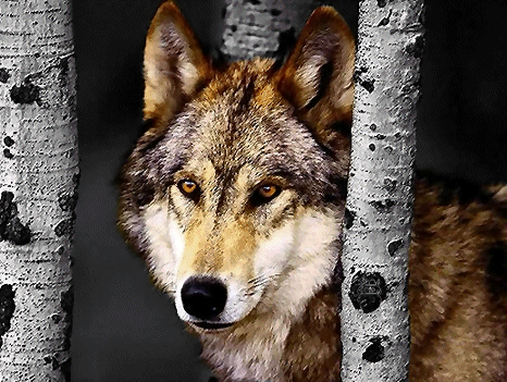lobo.png