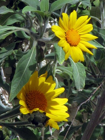 [sunflowers5.jpg]