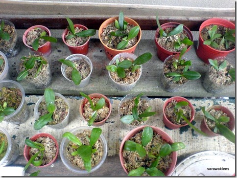 Phalaenopsis_seedlings (3)