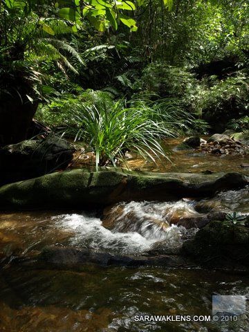 stream_in_Borneo