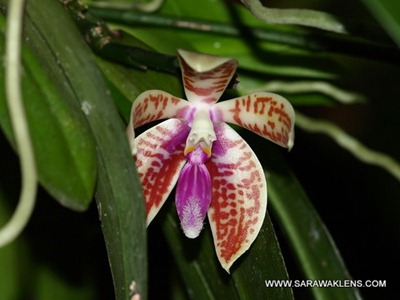 Phalaenopsis_corningiana