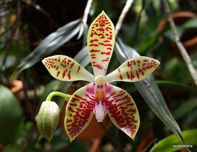 Phalaenopsis_corningiana3