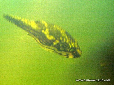 Carinotetraodon_freshwater_puffer_fish_5