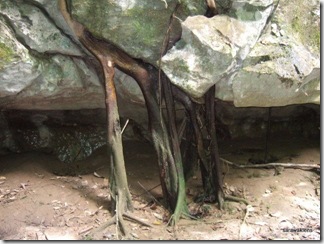 ficus-fig-tree-roots 2