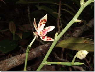 Phalaenopsis_maculata_orchid 2