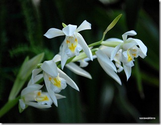 Coelogyne_foerstermannii_fragrant_orchid