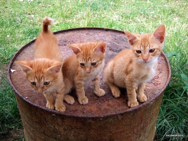 [Three_Kittens_on_a_Barrel[2].jpg]