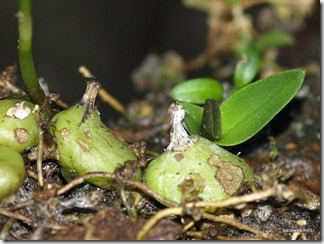 9705_orchids_on_fallen_trees