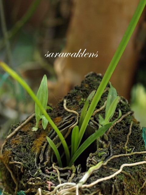 [orchid_seedlings_natural_germination[3].jpg]