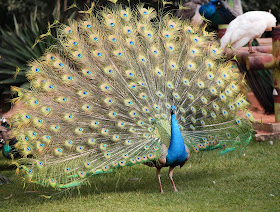 peacock.jpg