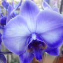 Blue Mystique Orchid