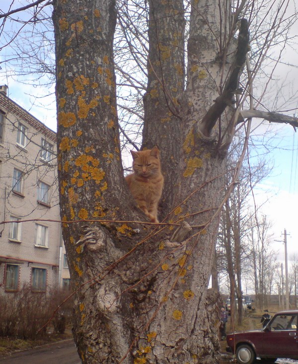 Глаз кота: Сонный древесный кот