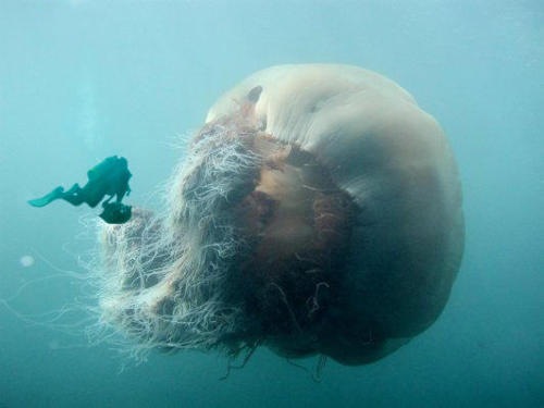 [jellyfish[2].jpg]