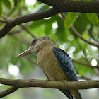 Blue-winged Kookabura