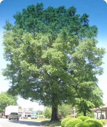 bay-tree