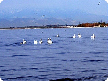 pelicans-in-water