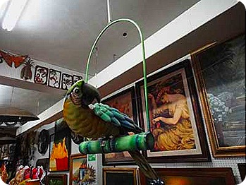 8-parrot