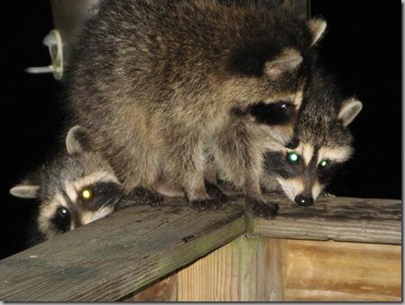 Raccoon babies3