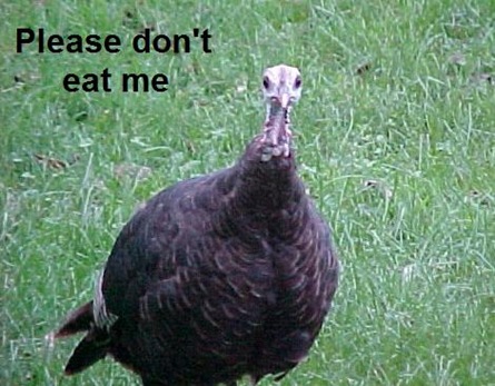 [Don't eat me turkey[3].jpg]