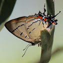 Imperial Blue Butterfly