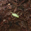 Katydid, female